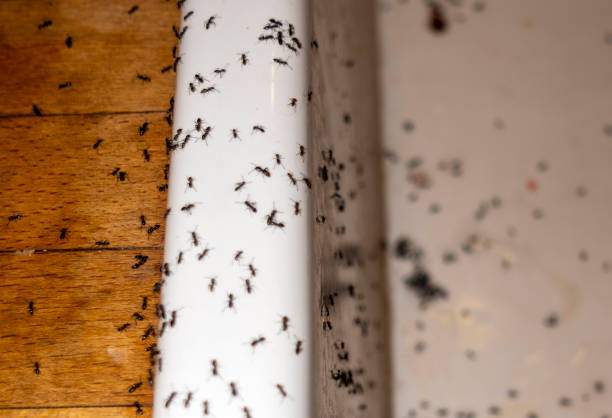 Best Cockroach Control Services  in River Ridge, LA